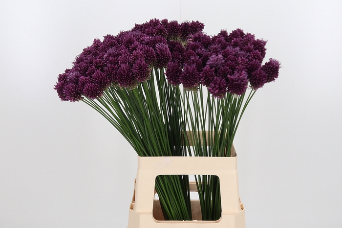 <h4>Allium Sphaerocephal (kogel)</h4>