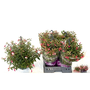 FUCHSIA PATIO PRINCE