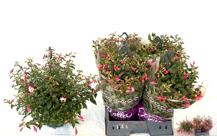 <h4>FUCHSIA PATIO PRINCE</h4>