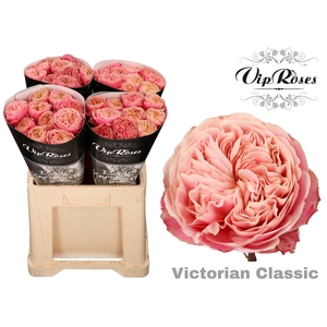R GR VICTOR CLASSIC@