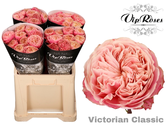 R GR VICTOR CLASSIC@
