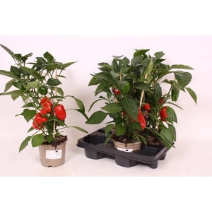 PAPRIKA PLANTEN