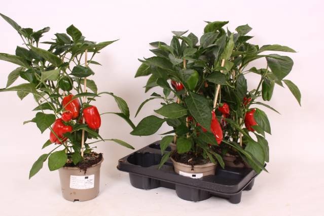 <h4>PAPRIKA PLANTEN</h4>
