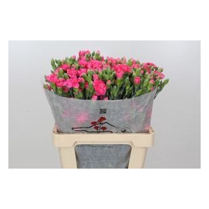 Dianthus Sp Yongo Cerise