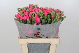 Dianthus Sp Yongo Cerise