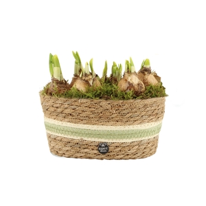 11697: Outdoor spring arrangement