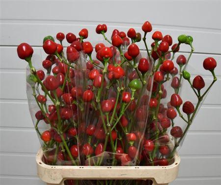 <h4>Capsicum Xmas</h4>