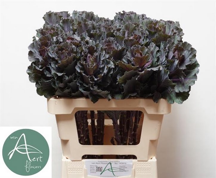 <h4>Brassica Black Leaf Aert</h4>