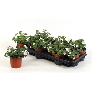 Sutera  'White Showers'