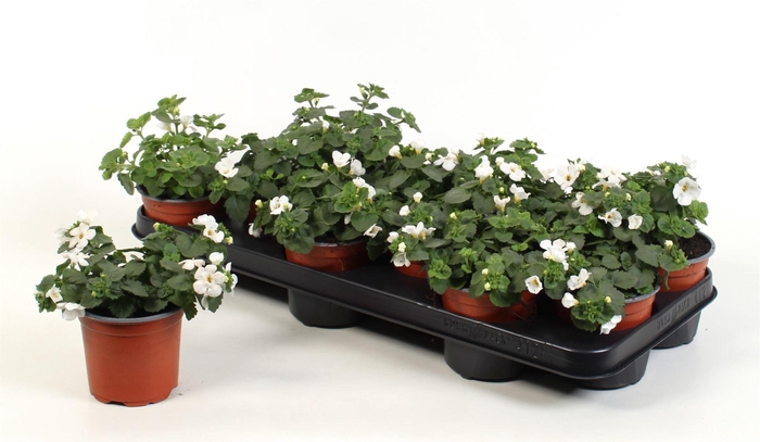 <h4>Sutera  'White Showers'</h4>