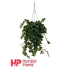 Aeschynanthus Pink Polka hangpot Met knop