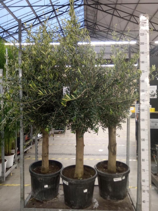 <h4>Olea europaea</h4>