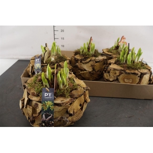 * Arr Ptnp4480 Hout Schaal & Narcis Tete A Tete