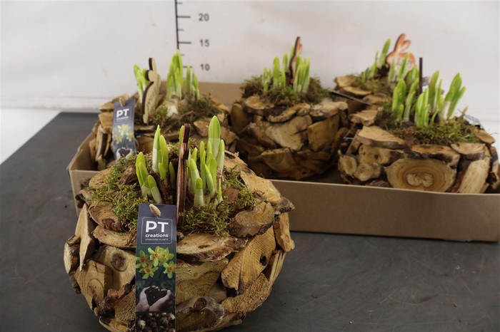 <h4>* Arr Ptnp4480 Hout Schaal & Narcis Tete A Tete</h4>