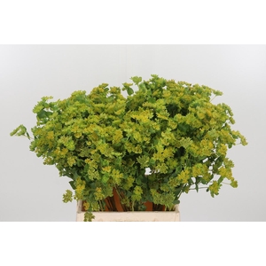 Bupleurum Griffithii