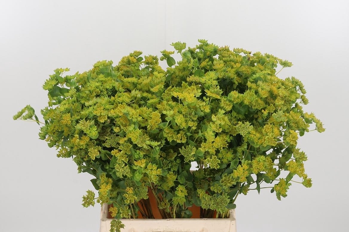 <h4>Bupleurum Griffithii</h4>