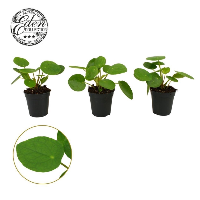 <h4>Pilea Peperomioides 5,5cm</h4>