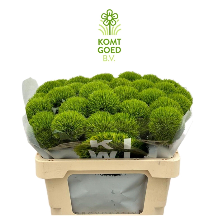 <h4>DI BARB KIWI MELLOW</h4>