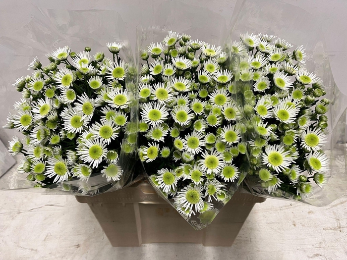 <h4>CHR S MARADONA</h4>