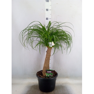 Beaucarnea recurvata