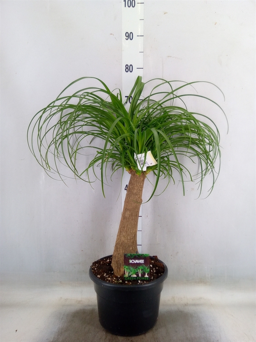 <h4>Beaucarnea recurvata</h4>