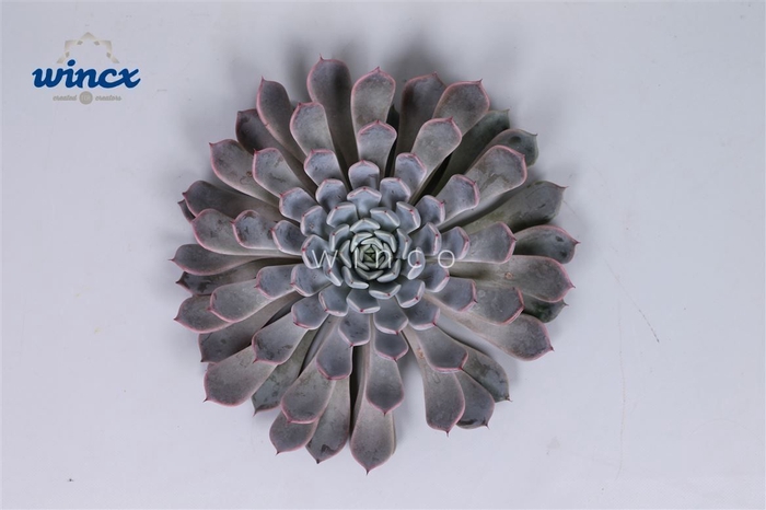 <h4>Echeveria Rosea Cutflower Wincx-8cm</h4>