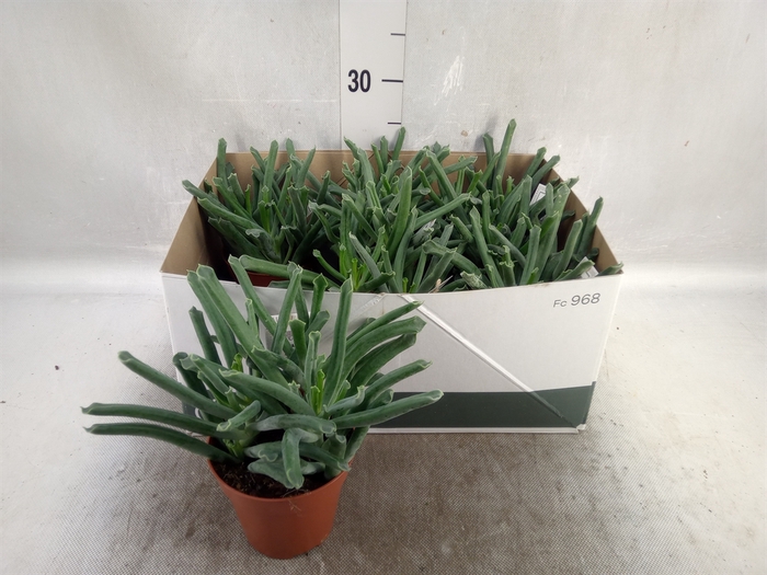 <h4>Cotyledon  'Elephants Trunk'</h4>