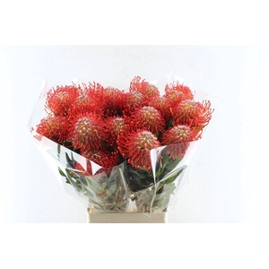 Leuco Co Ayoba Red