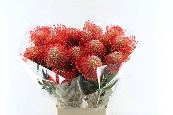 <h4>Leuco Co Ayoba Red</h4>
