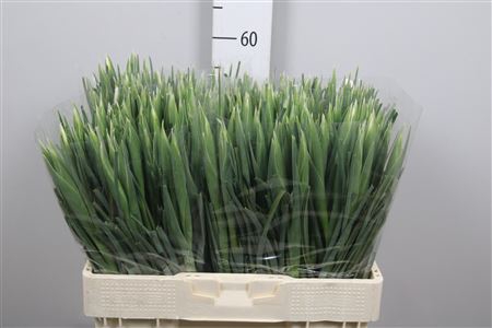 <h4>Iris White Magic</h4>