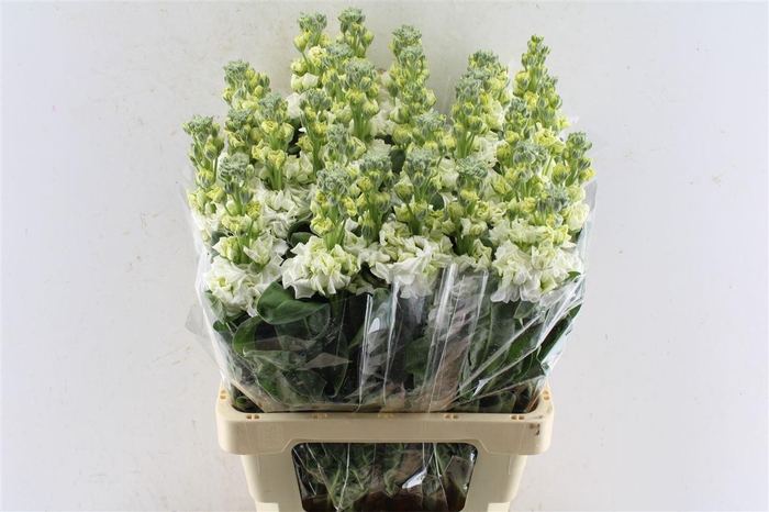 <h4>Matth Iron White</h4>