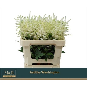 Astilbe Ja Washington