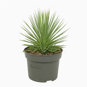 Agave nana 13 cm