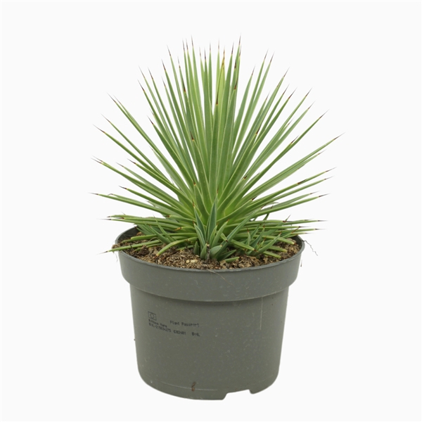 <h4>Agave stricta Nana</h4>