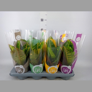 Codiaeum var. GR 'Petra'