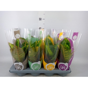 Codiaeum var. GR 'Petra'