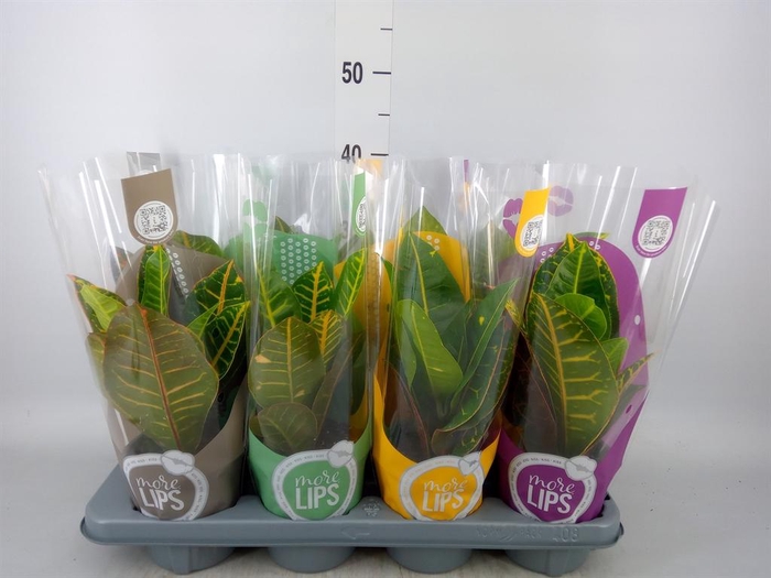 <h4>Codiaeum var. GR 'Petra'</h4>