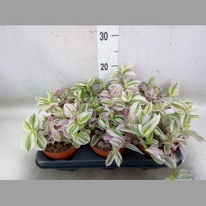 Tradescantia   ...