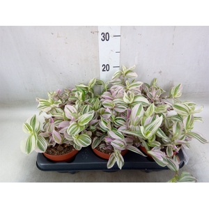 Tradescantia   ...