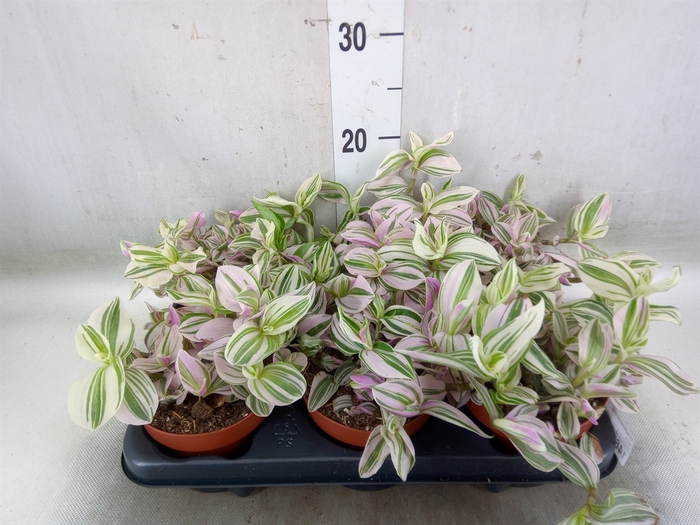<h4>Tradescantia   ...</h4>