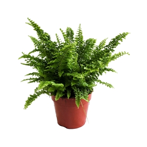 Nephrolepis Vitale