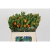 Ornithogalum Dubium Sunshine