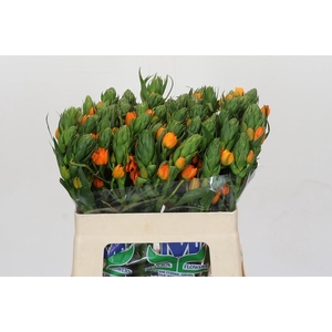 Ornithogalum Dubium Sunshine