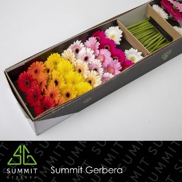 <h4>GE MI OP RIJ GEM</h4>