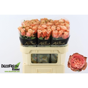 Rosa gr Kahala-BB