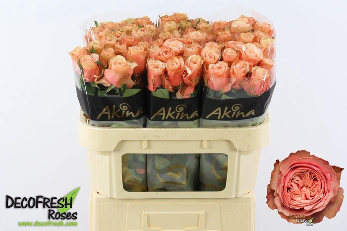 <h4>Rosa gr Kahala-BB</h4>