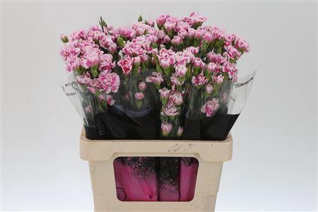 <h4>Di Tr Minuetto</h4>