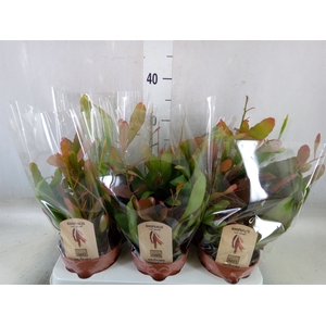 Rhipsalis   ...
