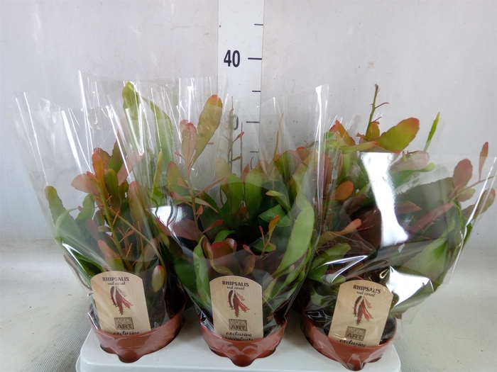 <h4>Rhipsalis   ...</h4>
