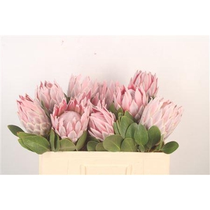 Protea Cynaroides M